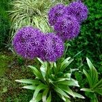 Allium giganteum অভ্যাস