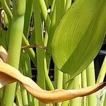 Pontederia cordata Leaf