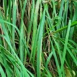 Calamagrostis varia Blad