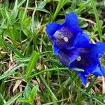 Gentiana alpina Blomma