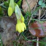 Narcissus minor Flor