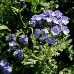 Phacelia ciliata 整株植物