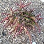 Salicornia europaea Leaf