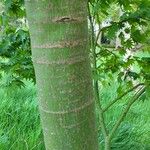 Acer sieboldianum Bark