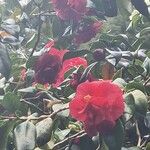 Camellia sasanquaFlower