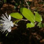 Morisonia verrucosa Flower