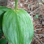 Epipactis helleborine ᱥᱟᱠᱟᱢ