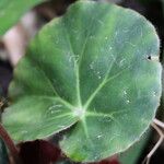 Begonia hydrocotylifolia Ліст