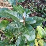 Elaeagnus macrophylla ഇല