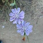 Stephanomeria diegensis Cvet