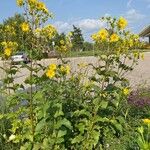 Silphium perfoliatum Хабит