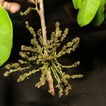 Pterocarpus rohrii Fruit