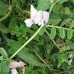 Vicia grandiflora Hoja