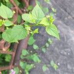 Sida cordata Frunză