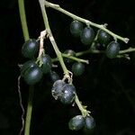 Cayaponia racemosa Fruit