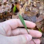 Uvularia sessilifolia Blatt