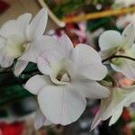 Dendrobium bigibbum 花