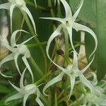 Cyrtorchis chailluana Flower