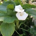 Zantedeschia aethiopicaFlors