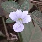 Barleria ventricosa 花