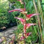 Heliconia collinsiana Fleur