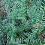 Taxus canadensis 葉