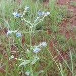 Cynoglossum lanceolatum Folla