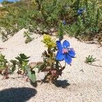 Lysimachia monelliŽiedas