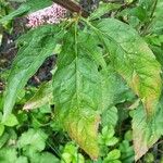 Eupatorium cannabinum পাতা