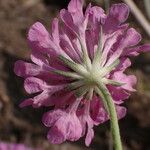 Scabiosa pyrenaica Fiore