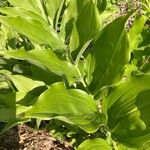 Polygonatum latifolium 葉