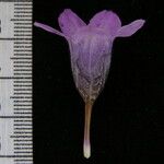 Echinacanthus attenuatus Otro