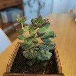 Crassula rupestris List