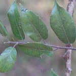 Ficus sur Hoja