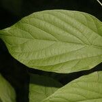 Celtis caudata Blad