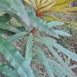 Banksia plagiocarpa