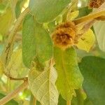 Handroanthus ochraceus Other