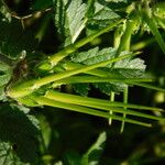 Erodium moschatum Fruit