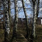 Betula populifolia Hábitos