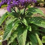 Heliotropium arborescens Celota