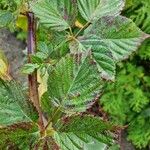 Rubus bertramii Blad