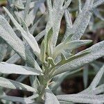 Artemisia ludoviciana ഇല