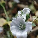 Malva hispanica फूल