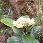 Syzygium multipetalum Кветка