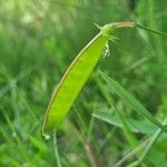 Lathyrus annuus Fruit