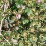 Androsace maxima Fula