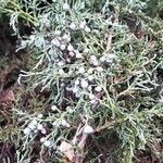 Juniperus horizontalisFruit