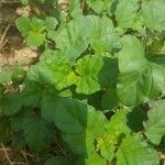 Boerhavia erecta ഇല