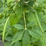 Cleome spinosa Fruit