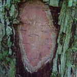 Eugenia mouensis Bark